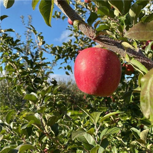 山农红苹果苗与苹果种植管理全攻略