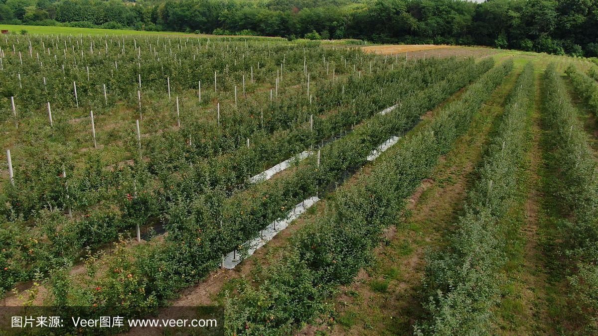 苹果种植 从果园到丰收的全方位指南