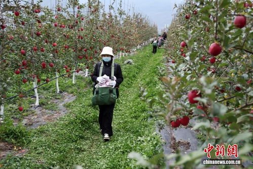 四川茂县优质苹果丰收 苹果种植成就致富路