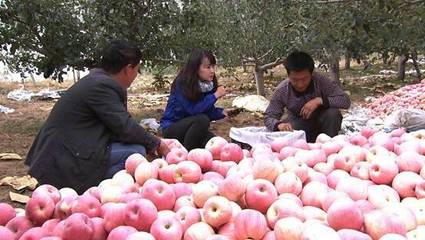 走进山西吉县 观壶口瀑布壮美 品金秋苹果甘甜