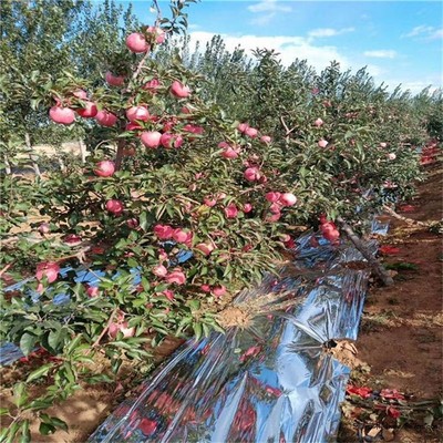 苹果苗、爱妃苹果苗、爱妃苹果苗报价