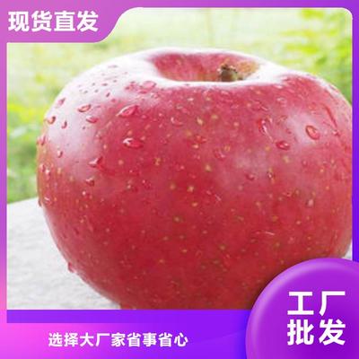 柯城|衢江|宁波|金华|杭州|湖州嘎啦苹果产品性能-景才农产品专业社(衢州市分公司)(更新时间:2025-07-10 05:34:18)